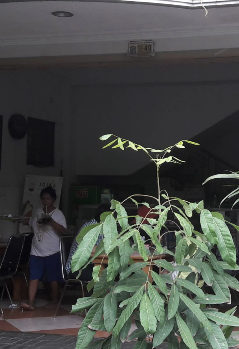 Review Rujak Cingur Achmad Jais